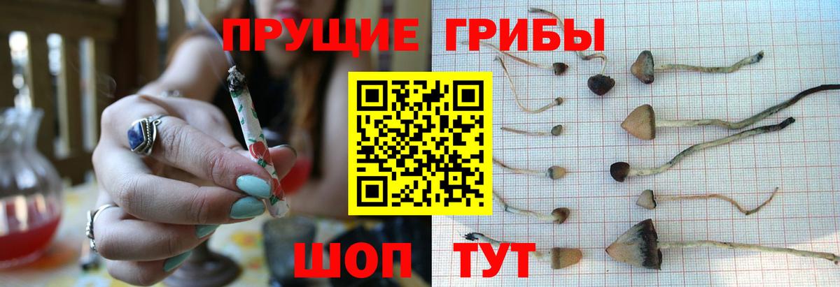 Псилоцибиновые грибы GOLDEN TEACHER  Вход с VPN  Сургут  Псилоцибиновые грибы прущие грибы 